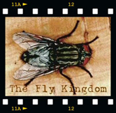 - The Fly Kingdom on YouTube -